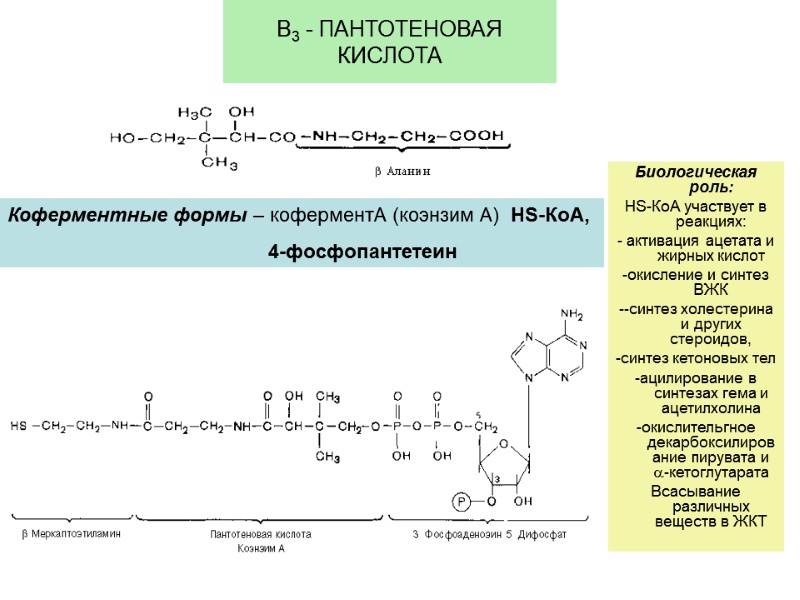 В3 - ПАНТОТЕНОВАЯ КИСЛОТА Коферментные формы – коферментА (коэнзим А) НS-КоА, В3 - ПАНТОТЕНОВАЯ КИСЛОТА Коферментные формы – коферментА (коэнзим А) НS-КоА,